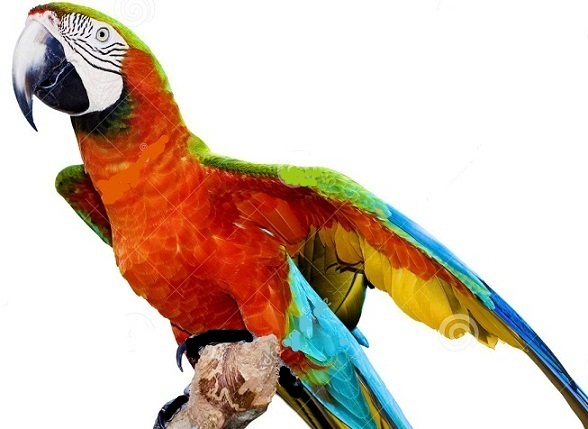 Краснопёрая дичь...