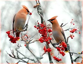 Свиристели