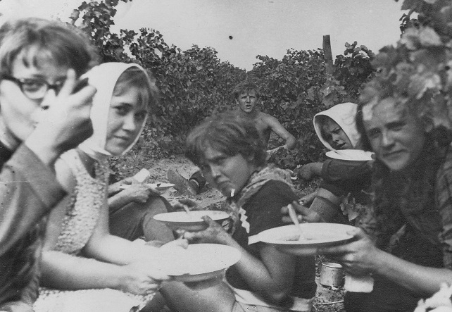 На уборке винограда