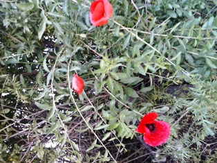 Сазвеждье Лепоте. Борис Гатауллин