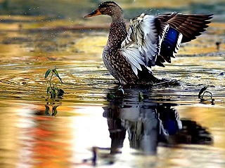 Спасите утку