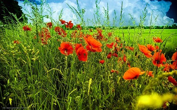 Весна - Лето