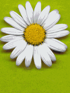 Ромашкам поклонюсь