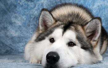 Заведу себе маламута