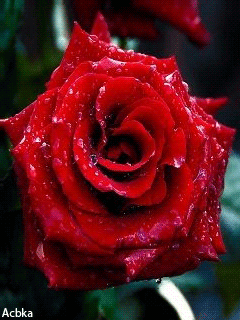 Философия цветка