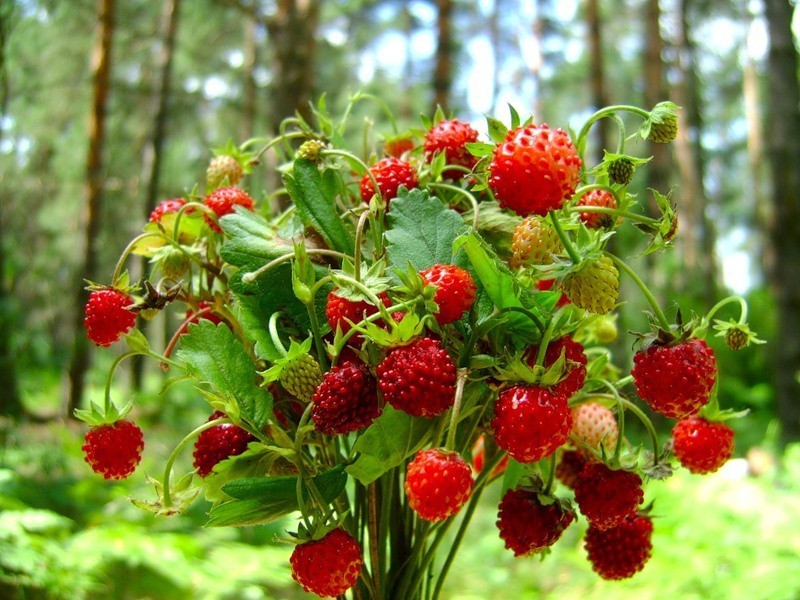 Земляничная любовь