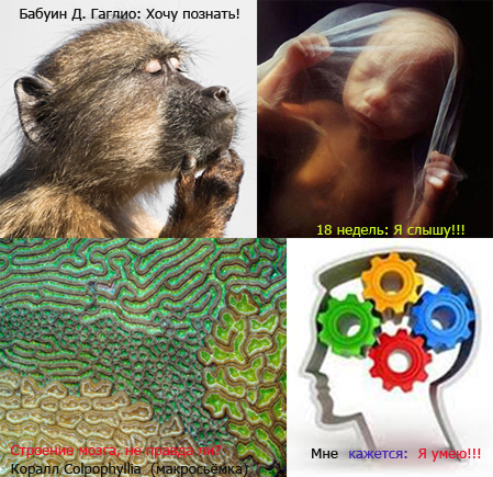 12. Знание, понимание, умение