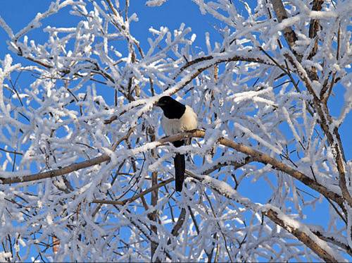 Пленит красою зимний день... (Лариса Ткачёва) / Стихи.ру