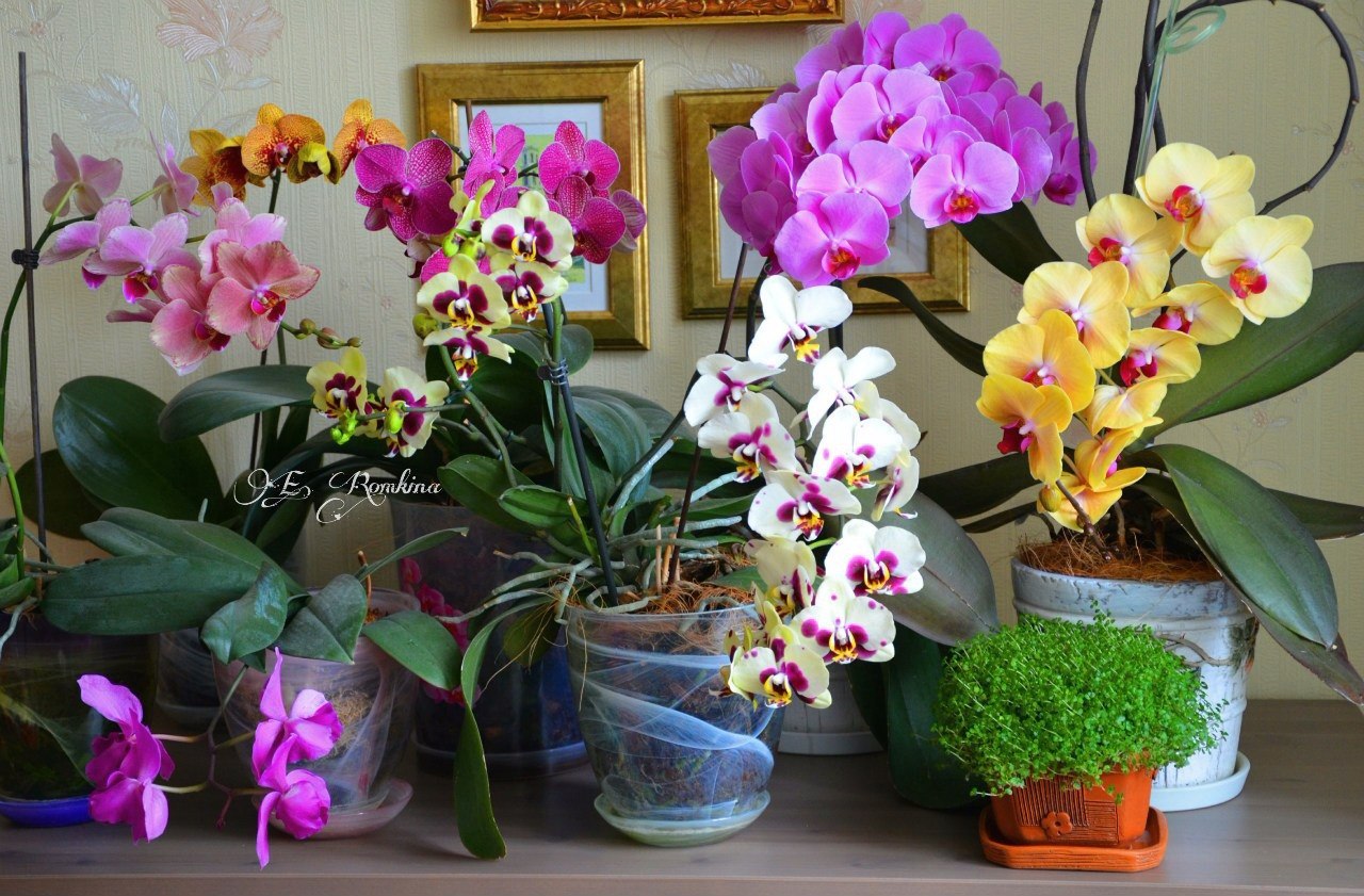 Сколько держать орхидею в. Орхидея фаленопсис микс. Орхидея Дендробиум фаленопсис. Комнатный цветок Орхидея фаленопсис. Орхидея комнатная Дендробиум.