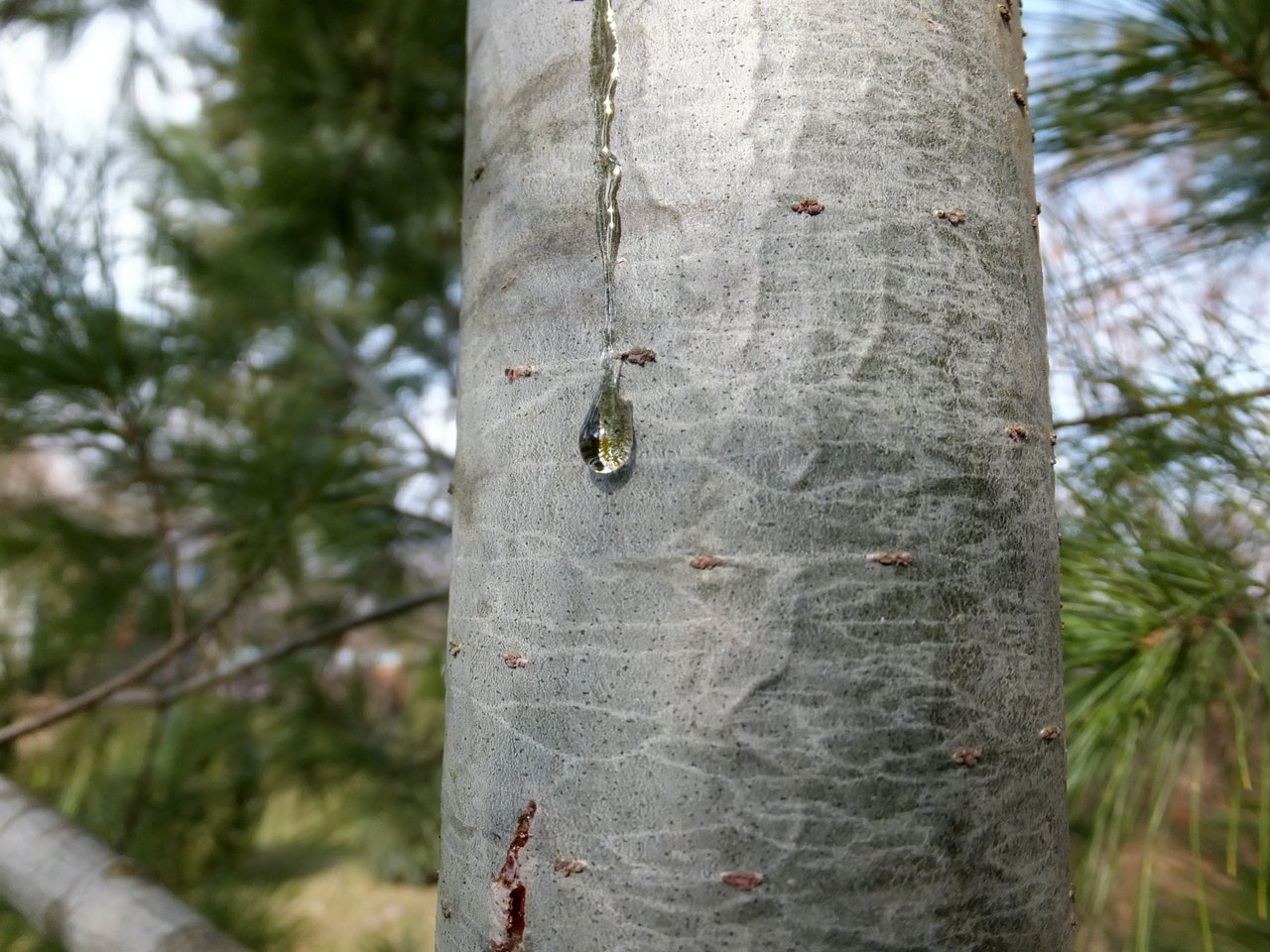 Заморочка-шутка