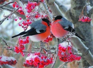 Зимние птахи