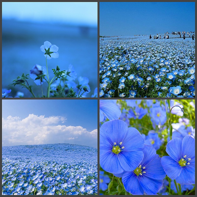 Голубая земля