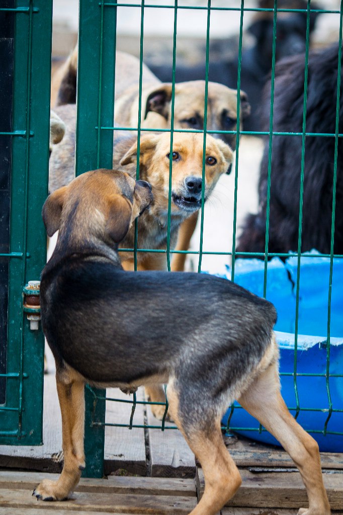 Забери меня, Мама, домой из приюта
