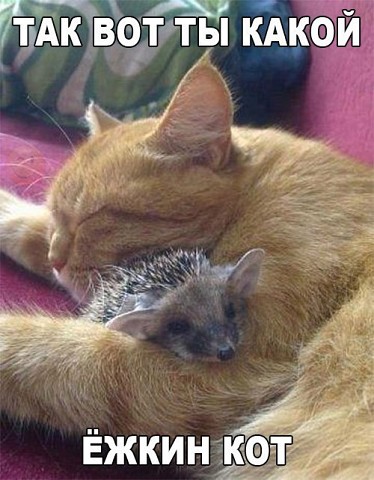 Ёжкин кот