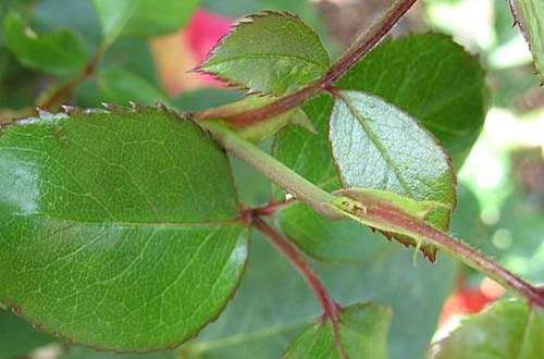 Слепая весна