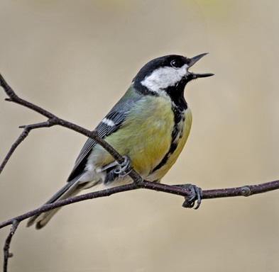 На суку синица пела