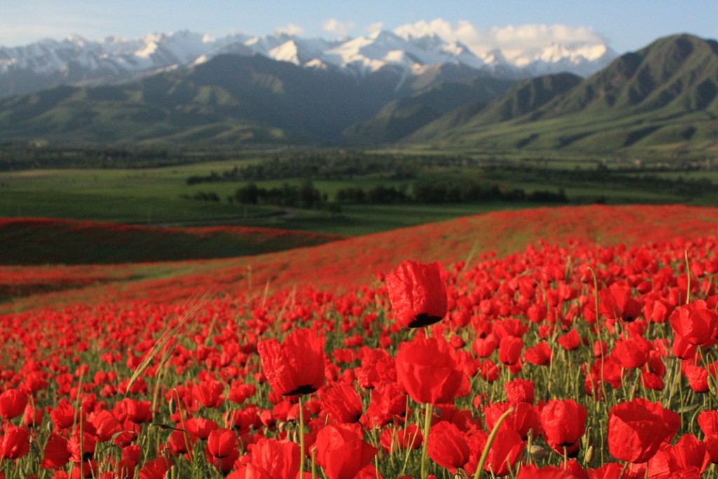 Весна на склонах ала-тау