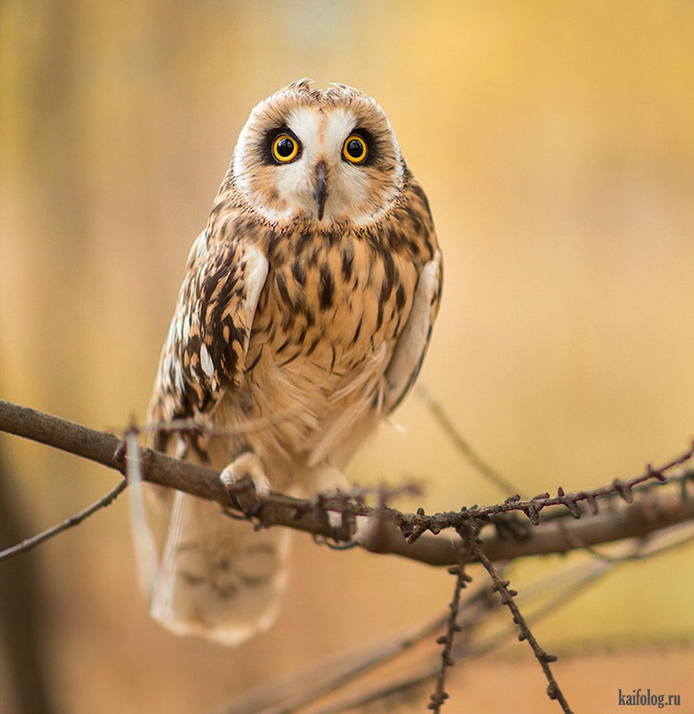 Стихи слагаются из слов