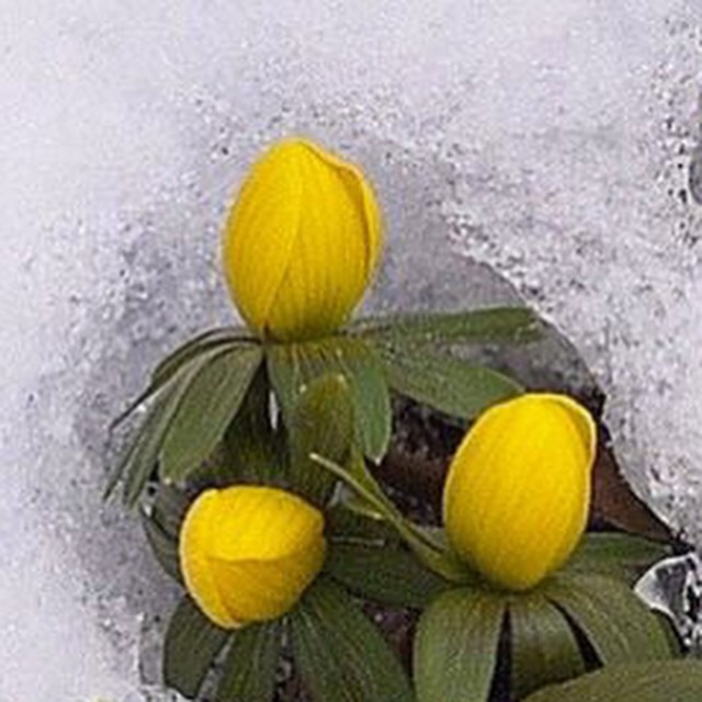 Праздник Солнца Возрождения!