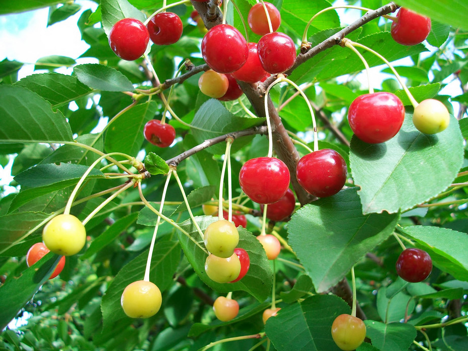 Видеть во сне вишню. Во сне видеть дерево вишни. Во сне видеть дерево вишни. Плод вишни. Спелая вишня во сне.