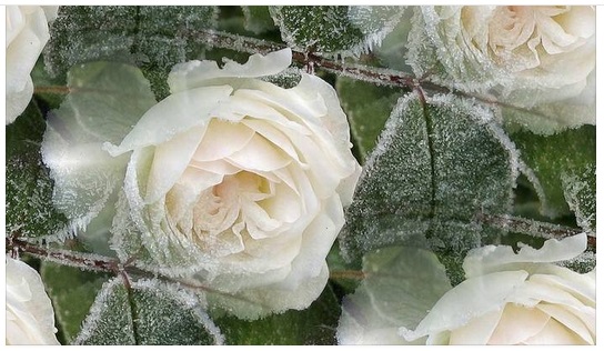 Сказочные снежные розы