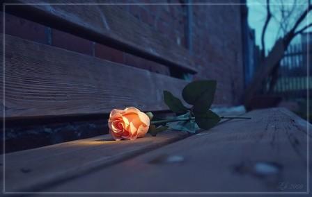 Роза на скамейке