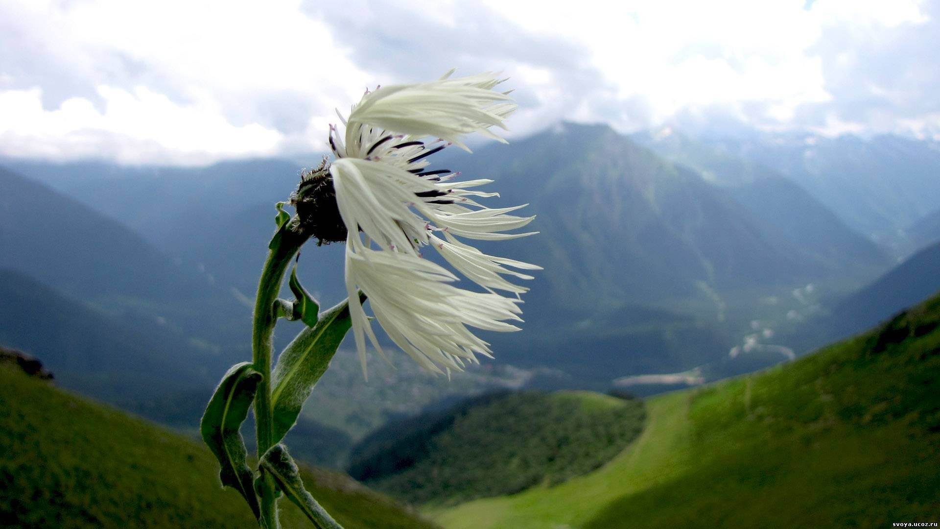 Невзирая на ветер. Цветы на ветру. Одинокий цветок. Ветер. Ветер в горах.