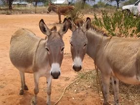 Разговор. Басня