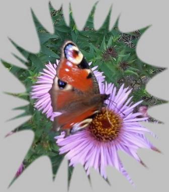 Здравствуй лето