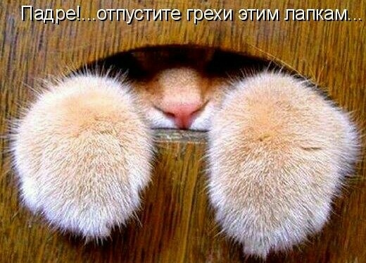 Прощенное воскресенье