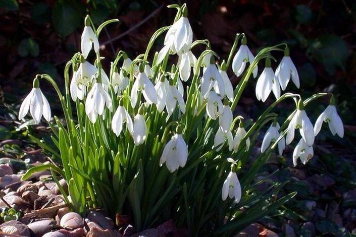 В душе Весна!