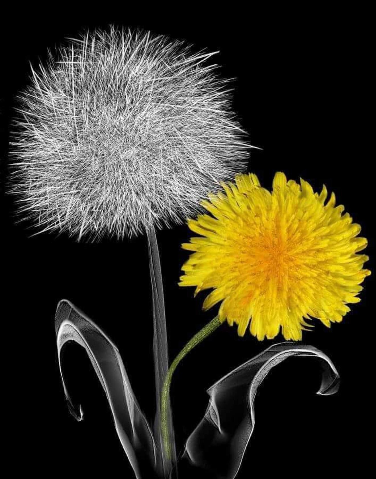 Что любит одуванчик. Что любит одуванчик. Одуванчик. Что любит одуванчик. Кавказский одуванчик.