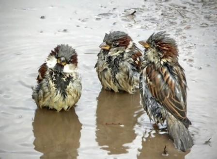 Купались в лужах воробьи