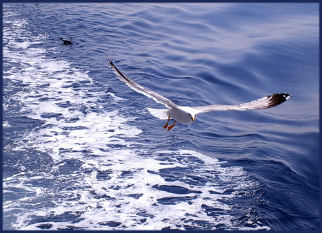 Морская лирическая