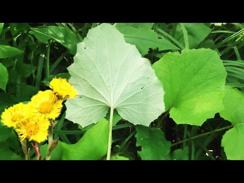 Мать-и-мачеха