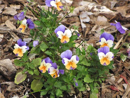 А завтра первый день Весны