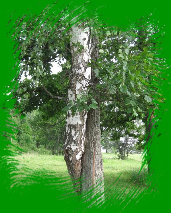 Красивый дуб на склоне рос