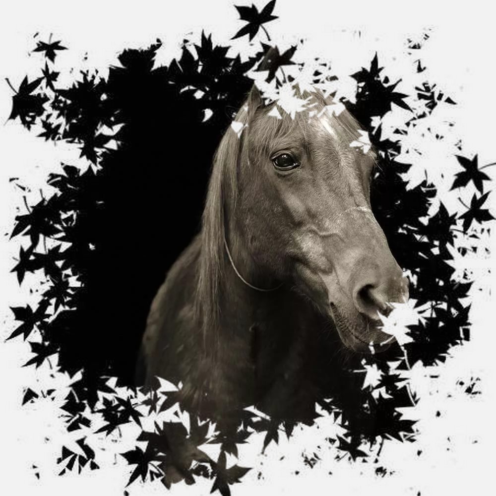 Усталый конь