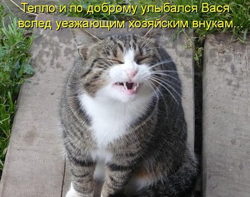 Кошачье счастье