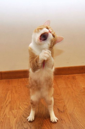 Провинился