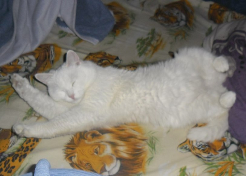Кошка, что будит меня по утрам