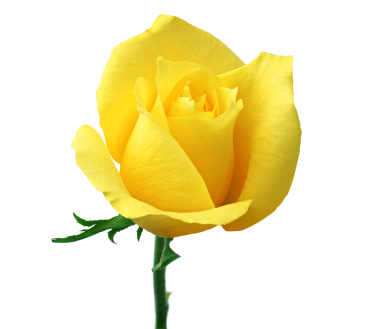 Желтая роза