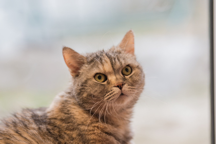 Кошка, мышка и собака