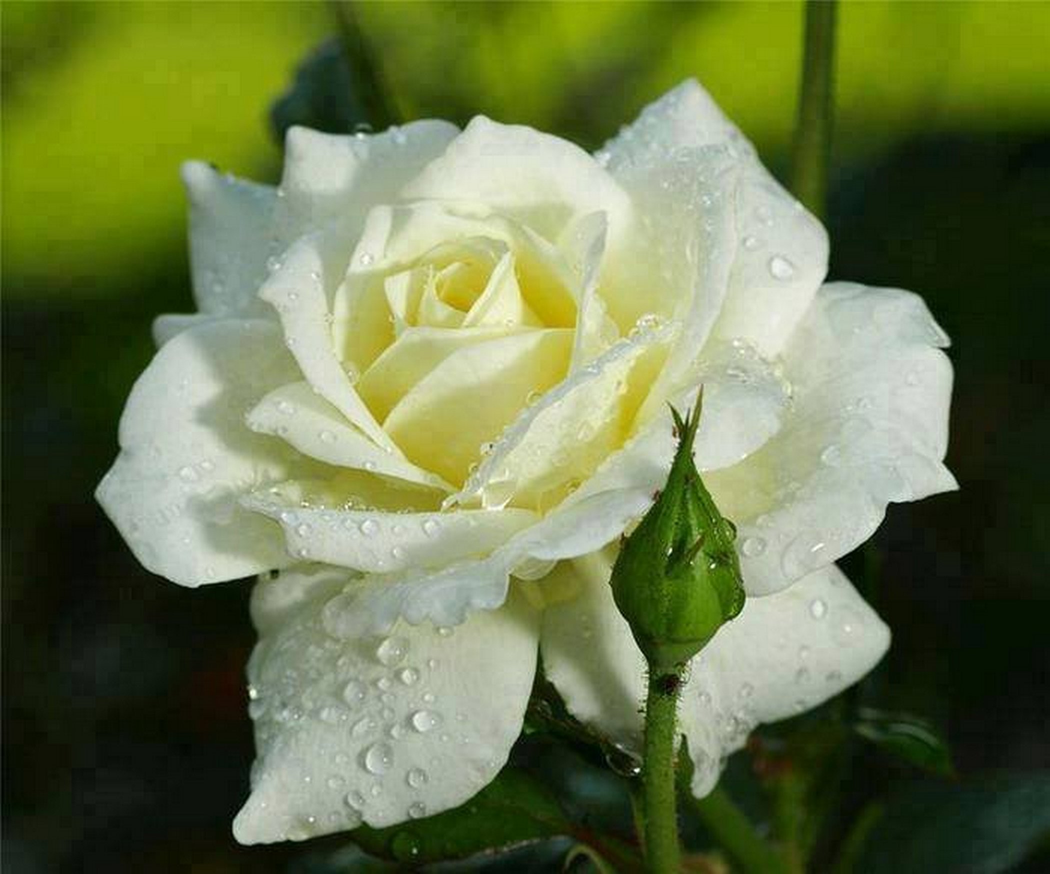 Розы бел восточная. Бутон белой розы. Красивые белые розы.