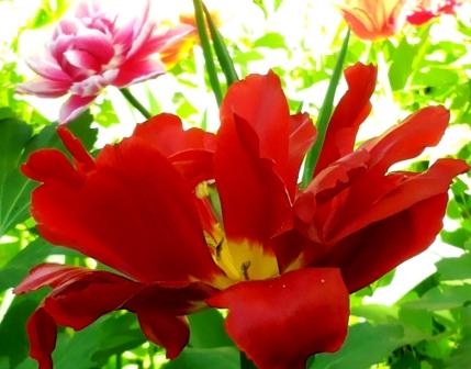 О пользе женского обрезания