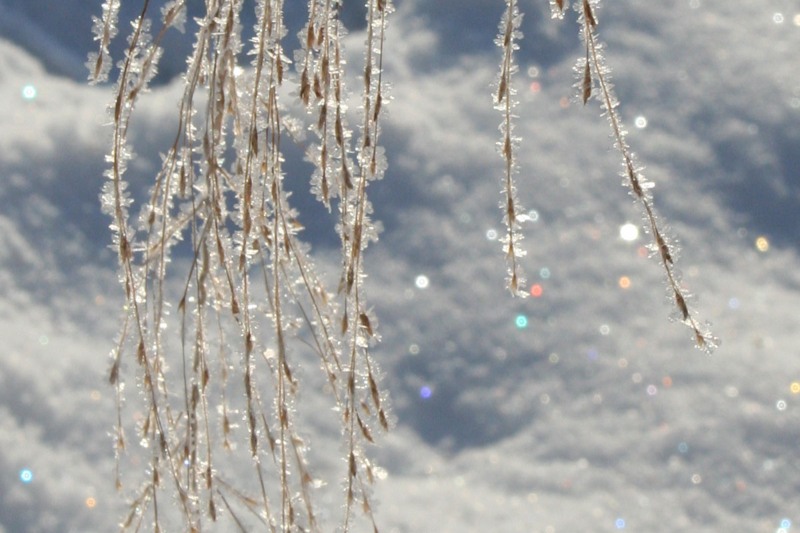 Предчувствие весны