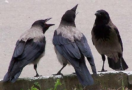 Про ворон и не только