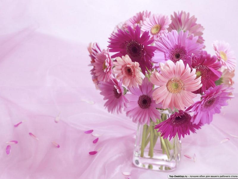 Вечер хризантем