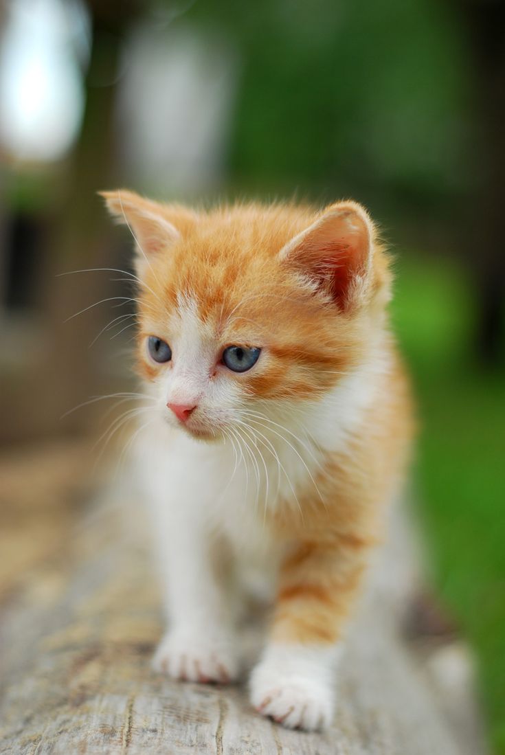 Рыжий маленкий котёнок