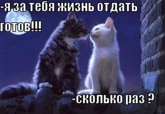 Мартовский кот